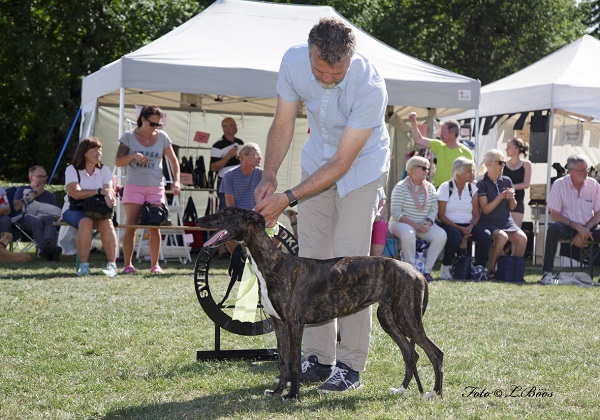 Strömsholm Svenska Vinthundsklubben 2017-07-30 Strömsholm Svenska Vinthundsklubben 2017-07-30