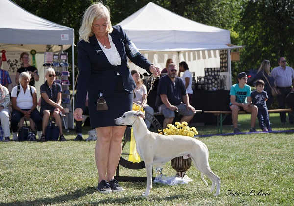 Strömsholm Svenska Vinthundsklubben 2017-07-30 Strömsholm Svenska Vinthundsklubben 2017-07-30