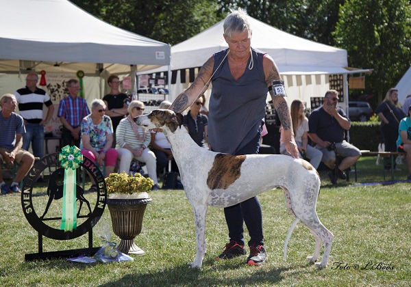 Strömsholm Svenska Vinthundsklubben 2017-07-30 Strömsholm Svenska Vinthundsklubben 2017-07-30